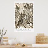 Antieke Struisvogel Illustratie Struthio camelus Poster (Keuken)