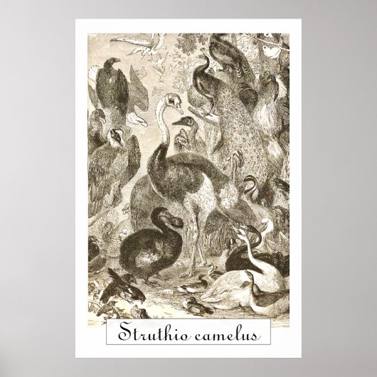 Antieke Struisvogel Illustratie Struthio camelus Poster (Voorkant)