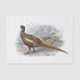 Antieke tekening van fazant jachtvogel kleur #3 tissuepapier