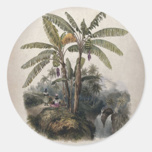 Antieke Tropische Bananenboomgaard Vintage Bota Ronde Sticker
