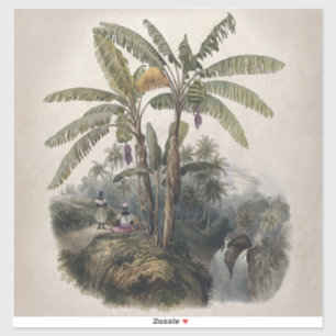 Antieke Tropische Bananenboomgaard Vintage Bota Sticker