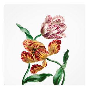 Antieke Tulp Botanische Illustratie Foto Afdruk