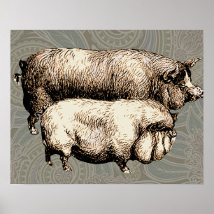 Antieke varkens Vintage tekening van varkentjes Poster