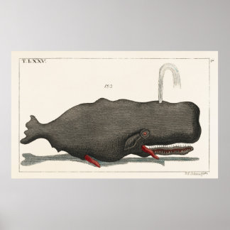 Antieke Vintage Walvis Houtsnede Illustratie Kunst Poster