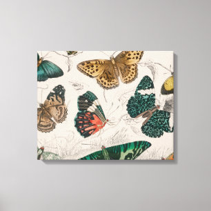Antieke Vlinder Illustratie: 1820 Goudsmid Canvas Afdruk