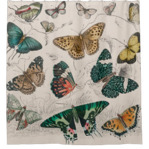 Antieke Vlinder Illustratie: 1820 Goudsmid Douchegordijn