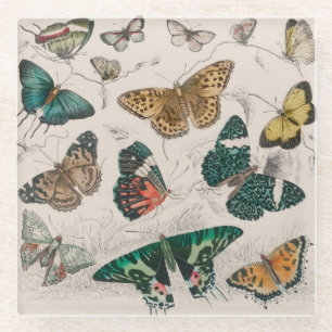 Antieke Vlinder Illustratie: 1820 Goudsmid Glazen Onderzetter