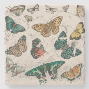 Antieke Vlinder Illustratie: 1820 Goudsmid Stenen Onderzetter