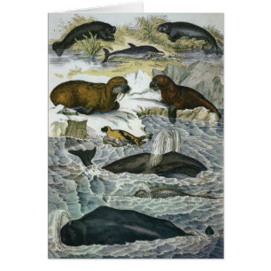 Antieke Walvissen, Zeehonden en Walrussen, Zeezoog
