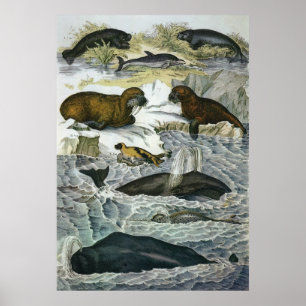 Antieke walvissen, zeehonden en walrussen, zeezoog poster