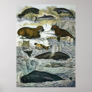 Antieke walvissen, zeehonden en walrussen, zeezoog poster