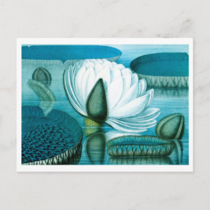 Antieke Waterlelie Houtblok, Japan Briefkaart
