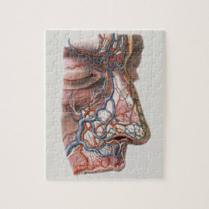 Antieke wetenschap Menselijke anatomie, gezicht me Legpuzzel