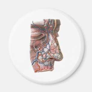 Antieke wetenschap Menselijke anatomie, gezicht me Magneet