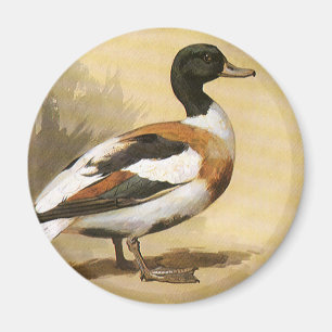 Antieke Wilde Dieren Vogels, Wilde Eend Magneet