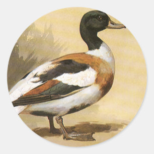 Antieke Wilde Dieren Vogels, Wilde Eend Ronde Sticker