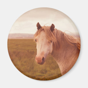 Antieke wilde paard magneet