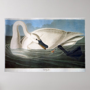 Antieke Wilde Witte Trompetterzwaan Poster