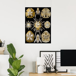 Antieke Zanddollars Zee-egels door Ernst Haeckel Poster