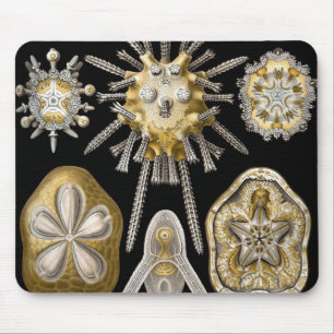 Antieke Zee-egels Zanddollars door Ernst Haeckel Muismat