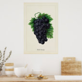 Antieke Zwarte Druiven Botanische Culinaire Kunstp Poster (Keuken)