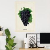 Antieke Zwarte Druiven Botanische Culinaire Kunstp Poster (Thuiskantoor)