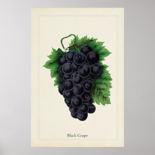 Antieke Zwarte Druiven Botanische Culinaire Kunstp Poster (Voorkant)