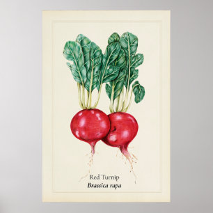 Antiekrodeknol Botanische Illustratie Wandkunst Poster