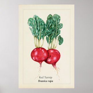 Antiekrodeknol Botanische Illustratie Wandkunst Poster