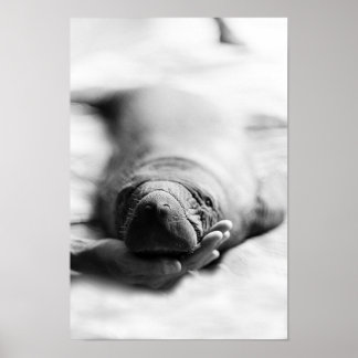 Antillean Manatee Poster