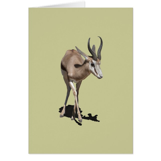 Antilope Baby (Voorkant)