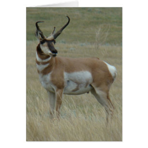 Antilope d'Amérique A37 Grand Buck à cornes torsad