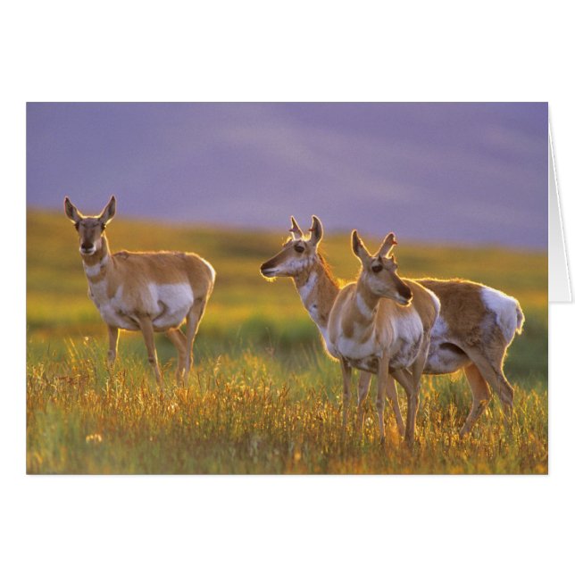 Antilope d'Amérique dans le Montana (Devant horizontal)
