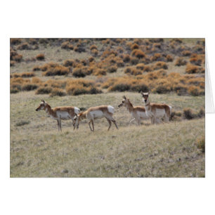 Antilope de Pronghorn