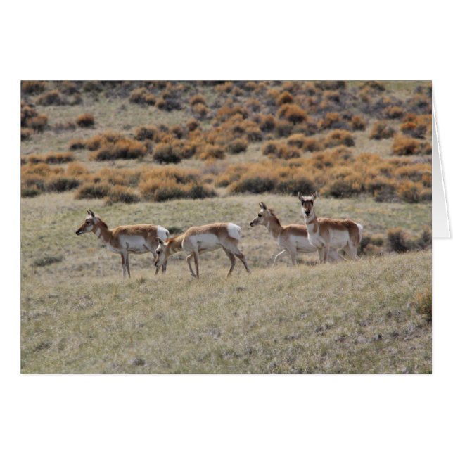Antilope de Pronghorn (Devant horizontal)