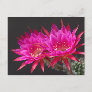 Antimaterie Cactus Bloem keer twee Briefkaart