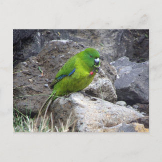 Antipodes Island Parakeet Briefkaart