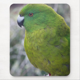 Antipodes Island Parakeet Muismat