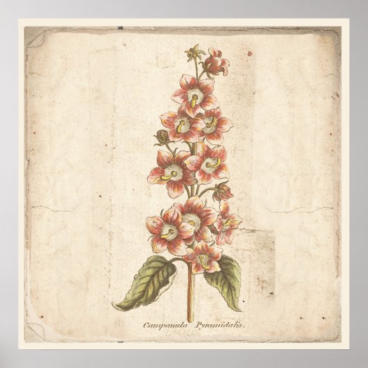 Antique affiche botanique Campanula, Bellflower (Devant)