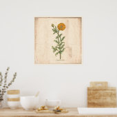 Antique affiche Botanique Chrysanthemum (Cuisine)