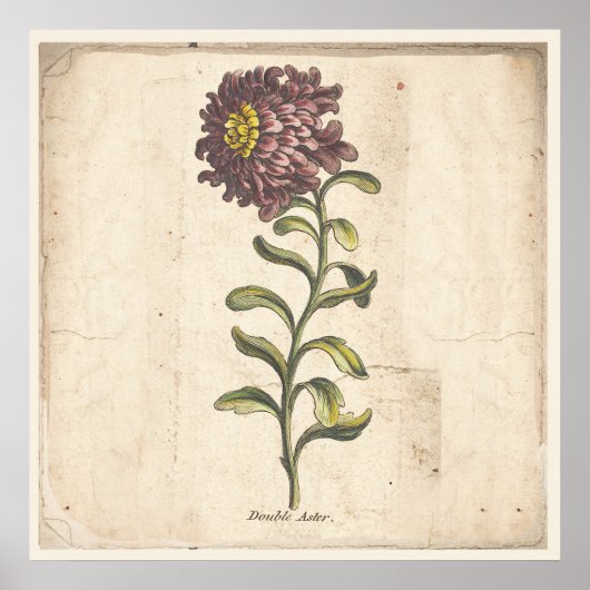 Antique affiche d'impression botanique Purple Aste (Devant)