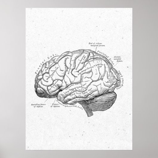 Antique Anatomie Poster vintage de cerveau (Devant)