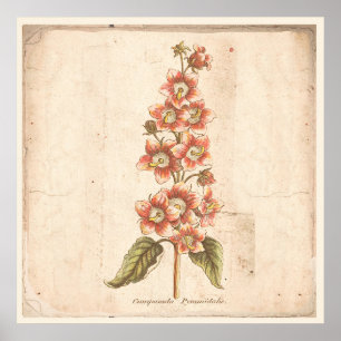 Antique Botanical Poster Campanula, Bellflower