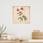 Antique Botanique Imprimer Poster Bachelors Bouton (Cuisine)