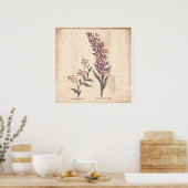 Antique Botanique Imprimer Poster Purple Loosestri (Cuisine)