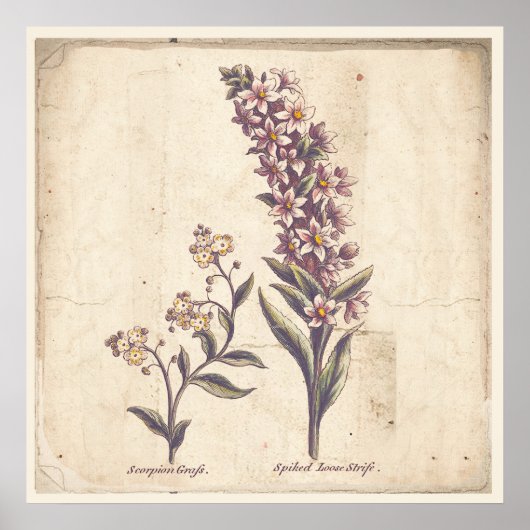 Antique Botanique Imprimer Poster Purple Loosestri (Devant)