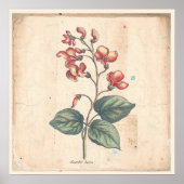 Antique Botanique Imprimer Poster Scarlet Runner B (Devant)