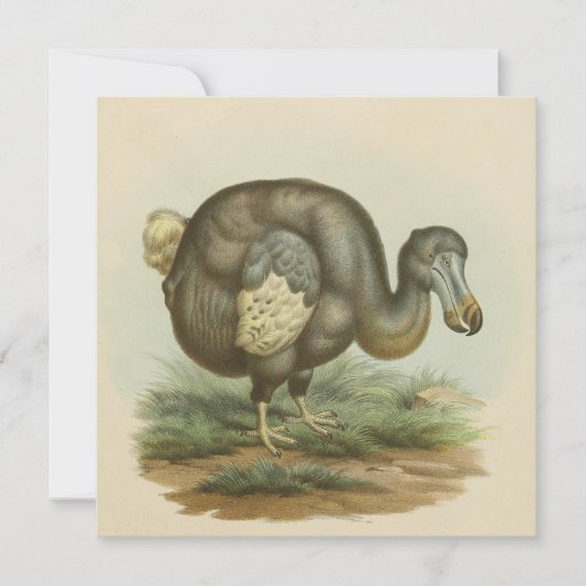 Antique Dodo Bird Histoire Naturelle Carte Plat (Devant)