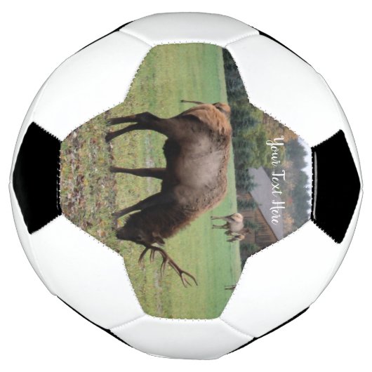 Antlers d'Elk mâle Pâturage en Grass Grass Grass P (Tourné)