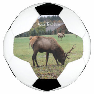 Antlers d'Elk mâle Pâturage en Grass Grass Grass P